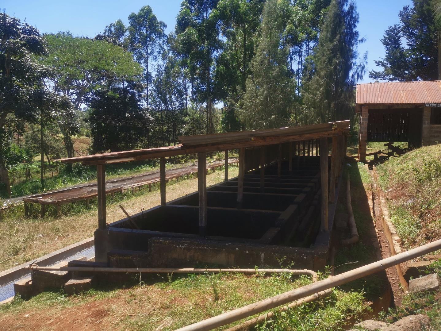 8oz/5lb – Kenya AA – Africa – Premium Fresh Roasted To Order Coffee