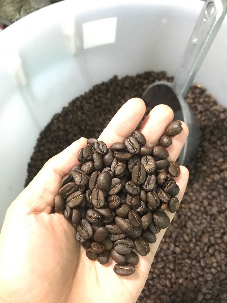 2X Whole Bean Coffee Doi Chaang World Class Espresso Supreme Origin Premium Thai