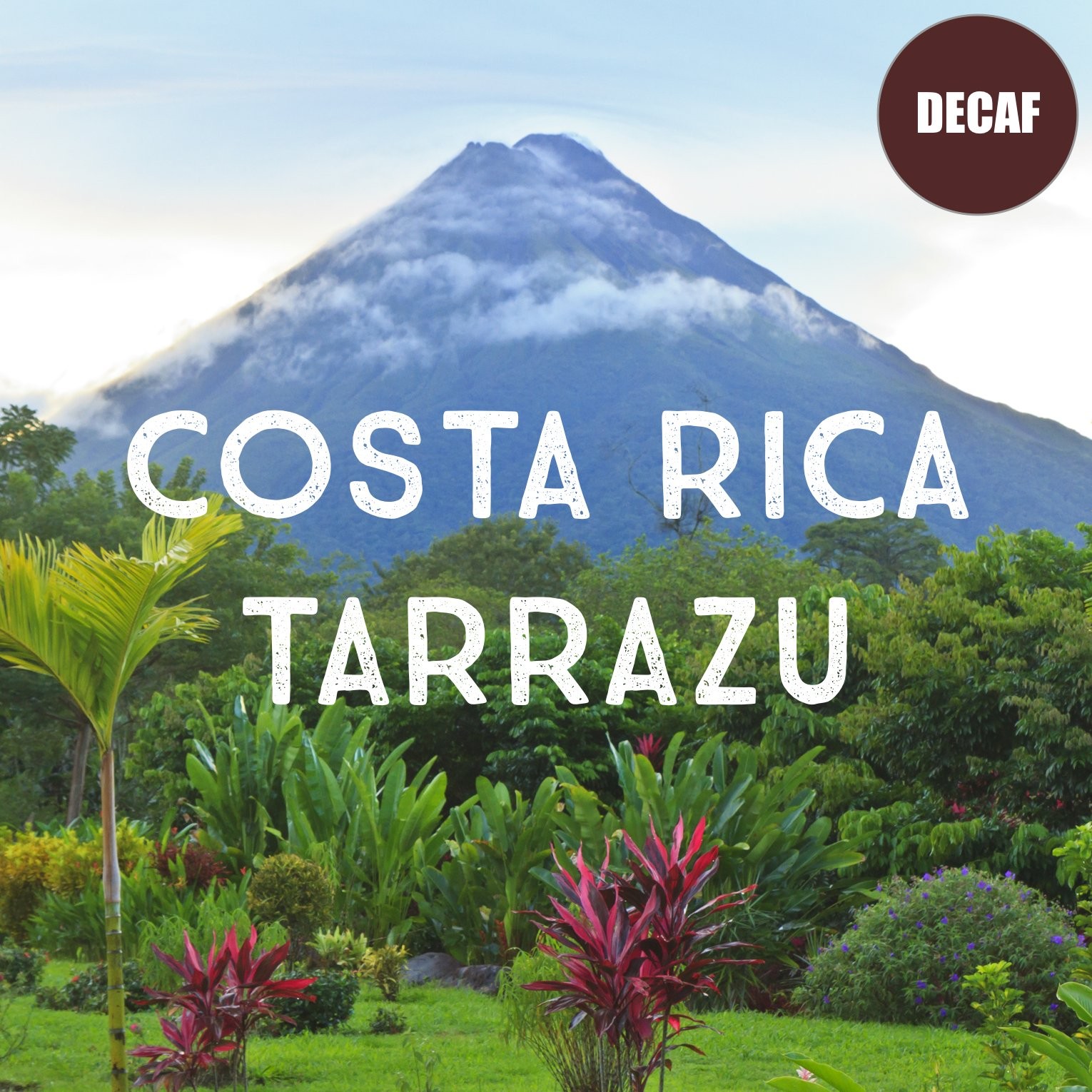 Costa Rica Decaf Tarrazu Coffee, Whole Bean, Swiss Water Processed, Rainforest