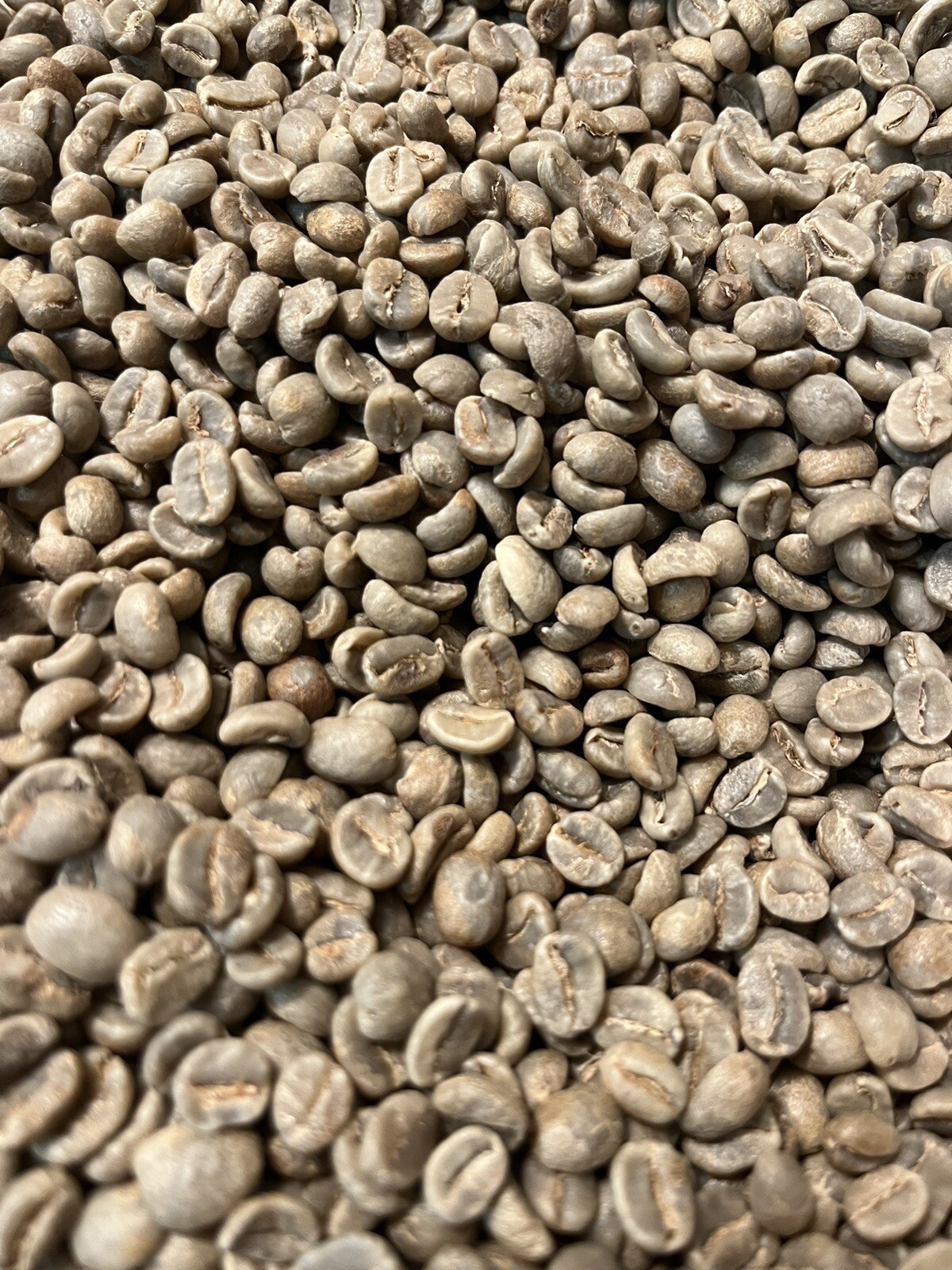 100% Authentic Honduran Whole Bean Coffee,Unroasted Green,12 oz-Organic Arabica