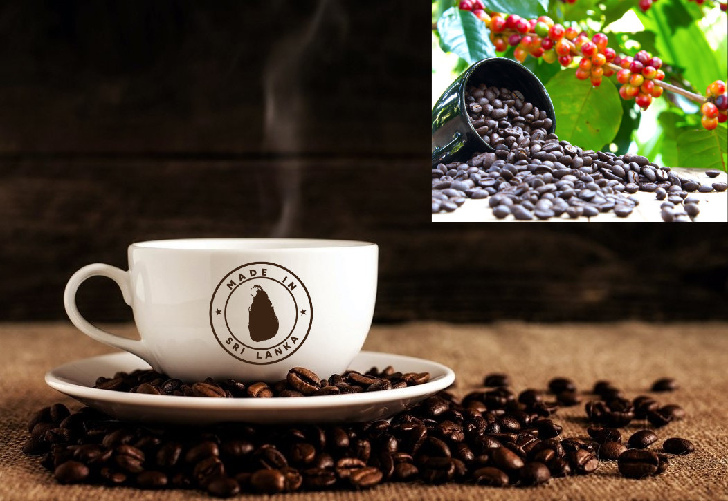 Ceylon 100% Pure Organic Natural Arabica Coffee Been Black Roasted Unroasted