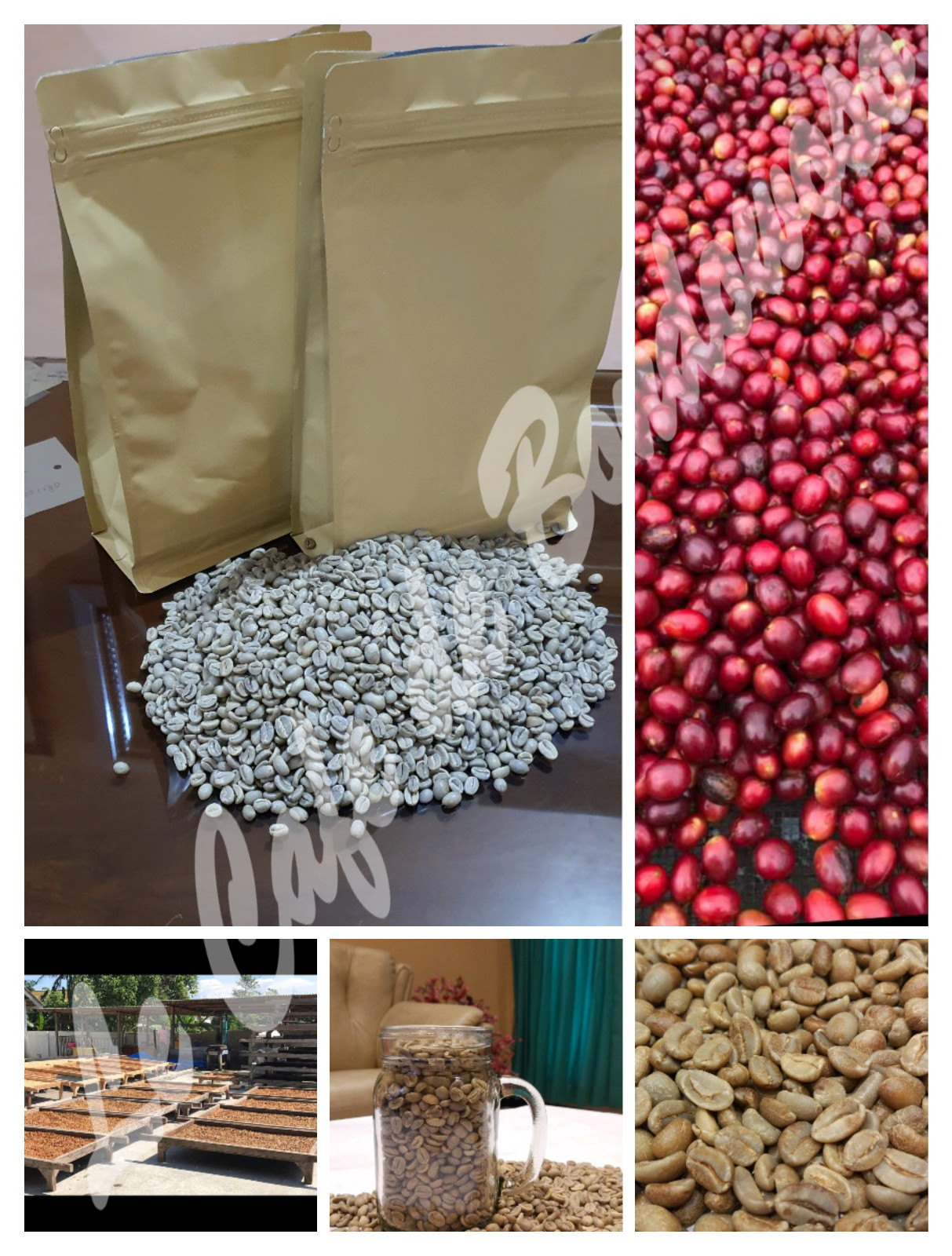6 lb, Maison du Cafe de Bondowoso – Kopi Luwak / Civet Coffee Arabica Bean