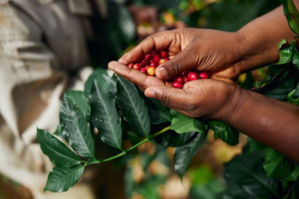 2lb/40lb – Burundi – African Coffee – Premium Unroasted Green Coffee Beans