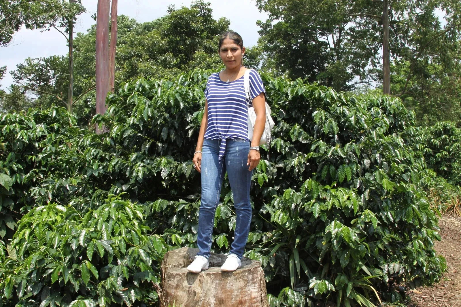 GUATEMALAN ANTIGUA COFFEE BEANS PEABERRY MEDIUM ROASTED 5 POUNDS IN 1 POUND BAGS