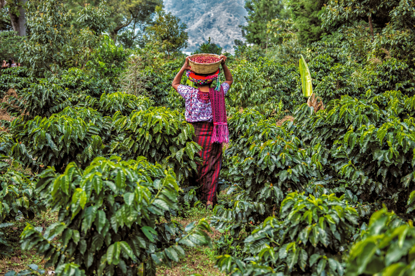 Guatemala Premium Green Coffee Beans Raw Unroasted Specialty Grade