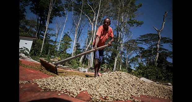 5, 10 LB SINGLE ORIGIN EAST TIMOR FRESH ROASTED COFFEE LIMITED SUPPLY – ORGANIC