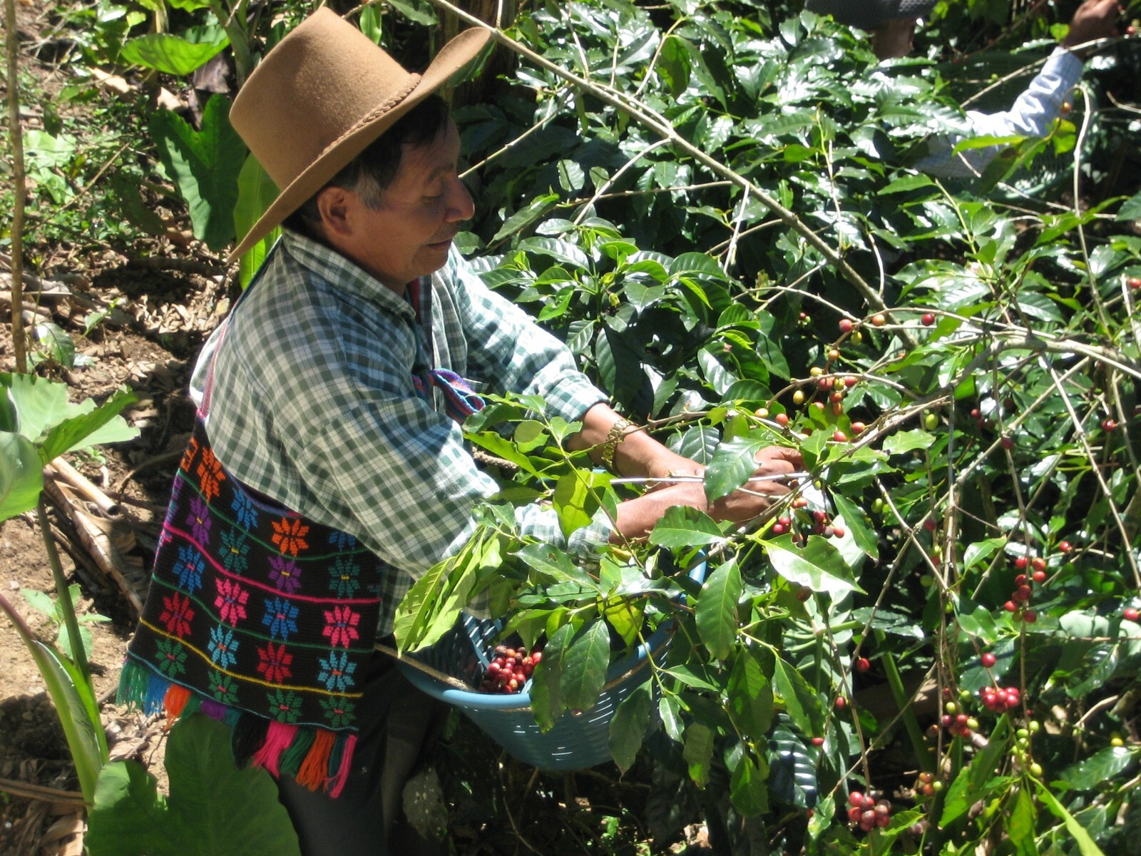 Guatemala Huehuetenango unroasted green coffee beans, Organic, coop-grown, 4lbs