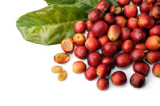 2lb/40lb – Rwanda – Specialty Grade – Premium Unroasted Green Coffee Beans