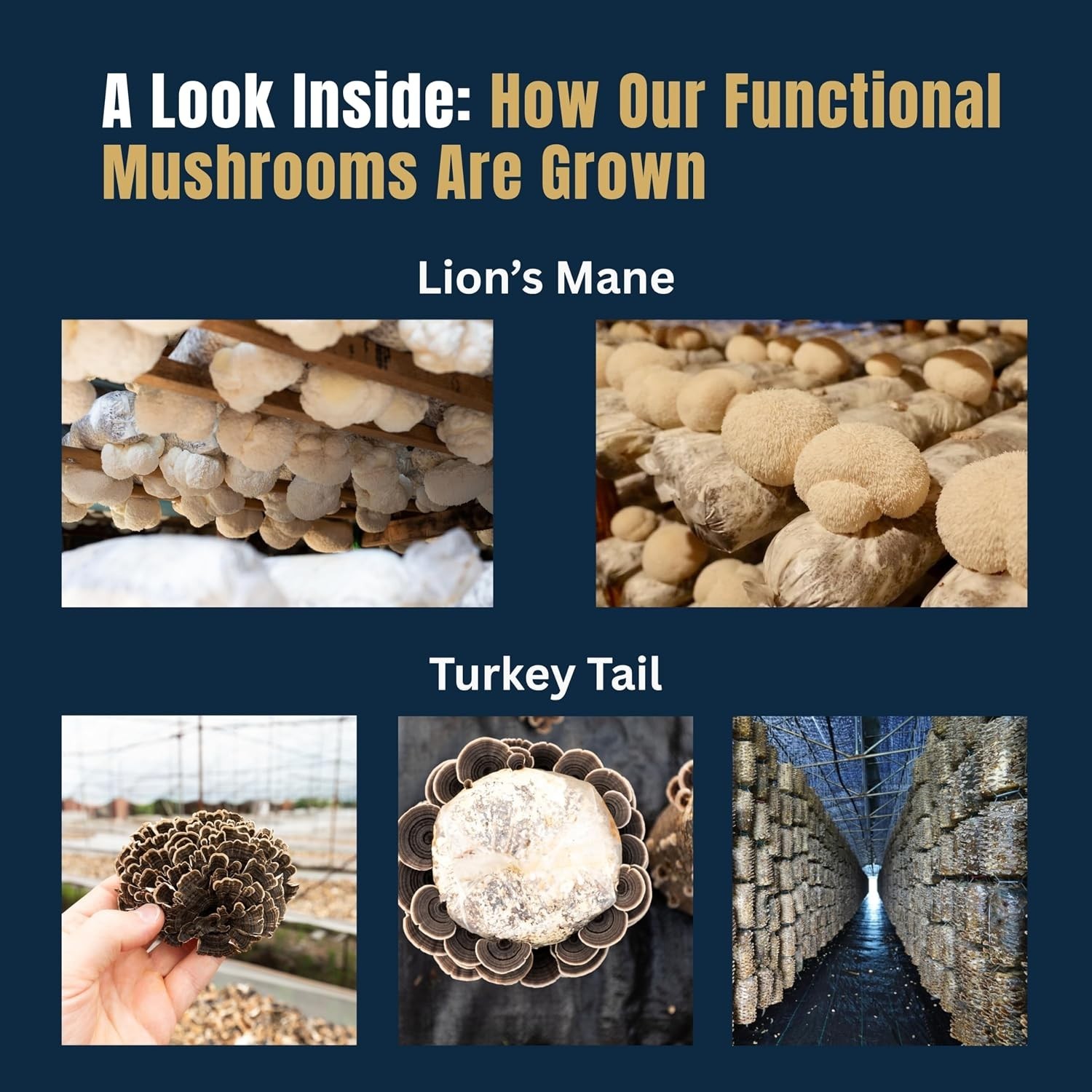 Organic Mushroom Coffee Powder Supports Focus & Energy