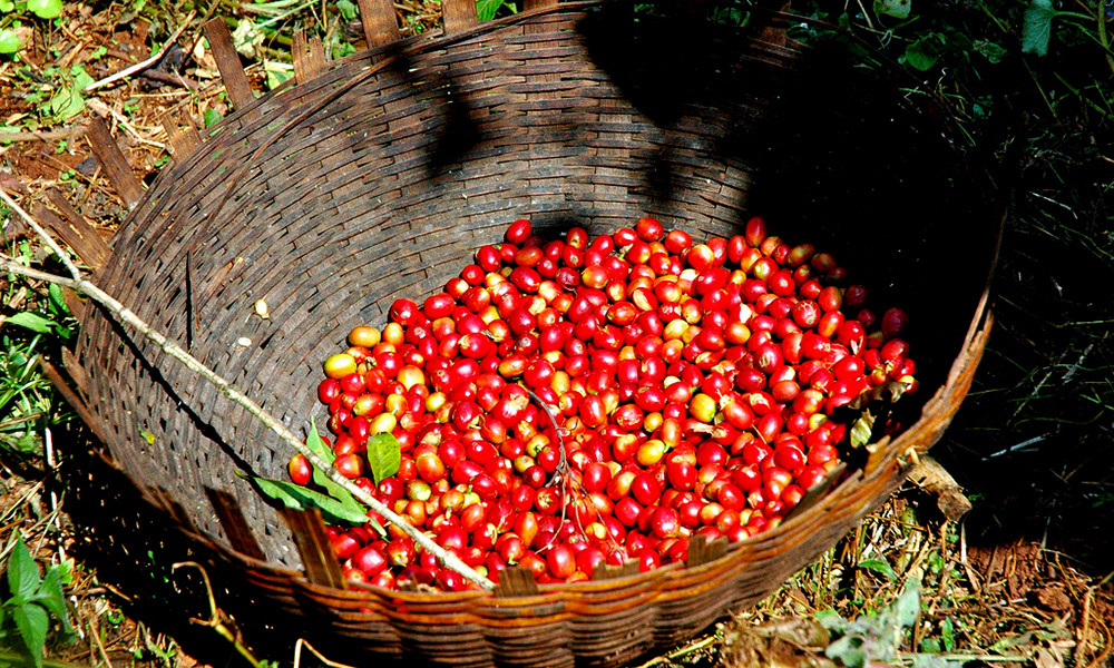 100% JAMAICAN BLUE MOUNTAIN COFFEE BEANS DARK ROASTED 1 POUND BAG
