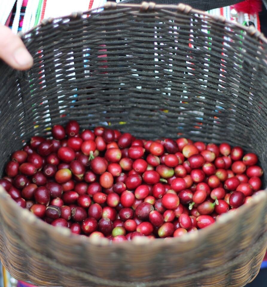 Roasted Coffee Beans AMA COFFEE PANGKHON 100% Arabica from Chiangrai Thailand