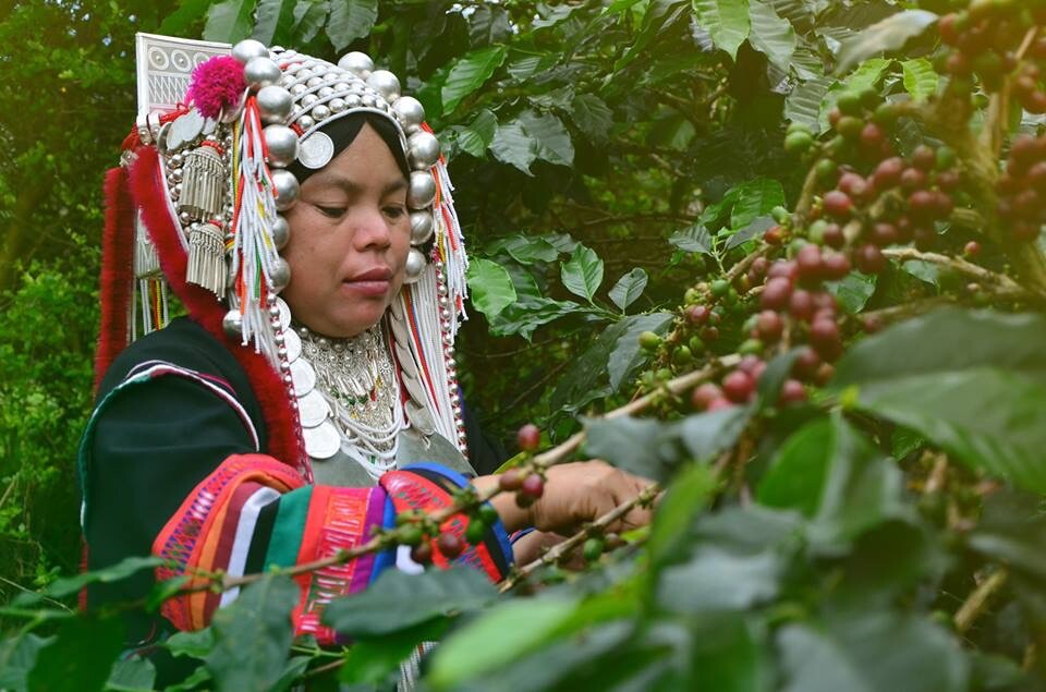 Roasted Coffee Beans AMA COFFEE PANGKHON 100% Arabica from Chiangrai Thailand