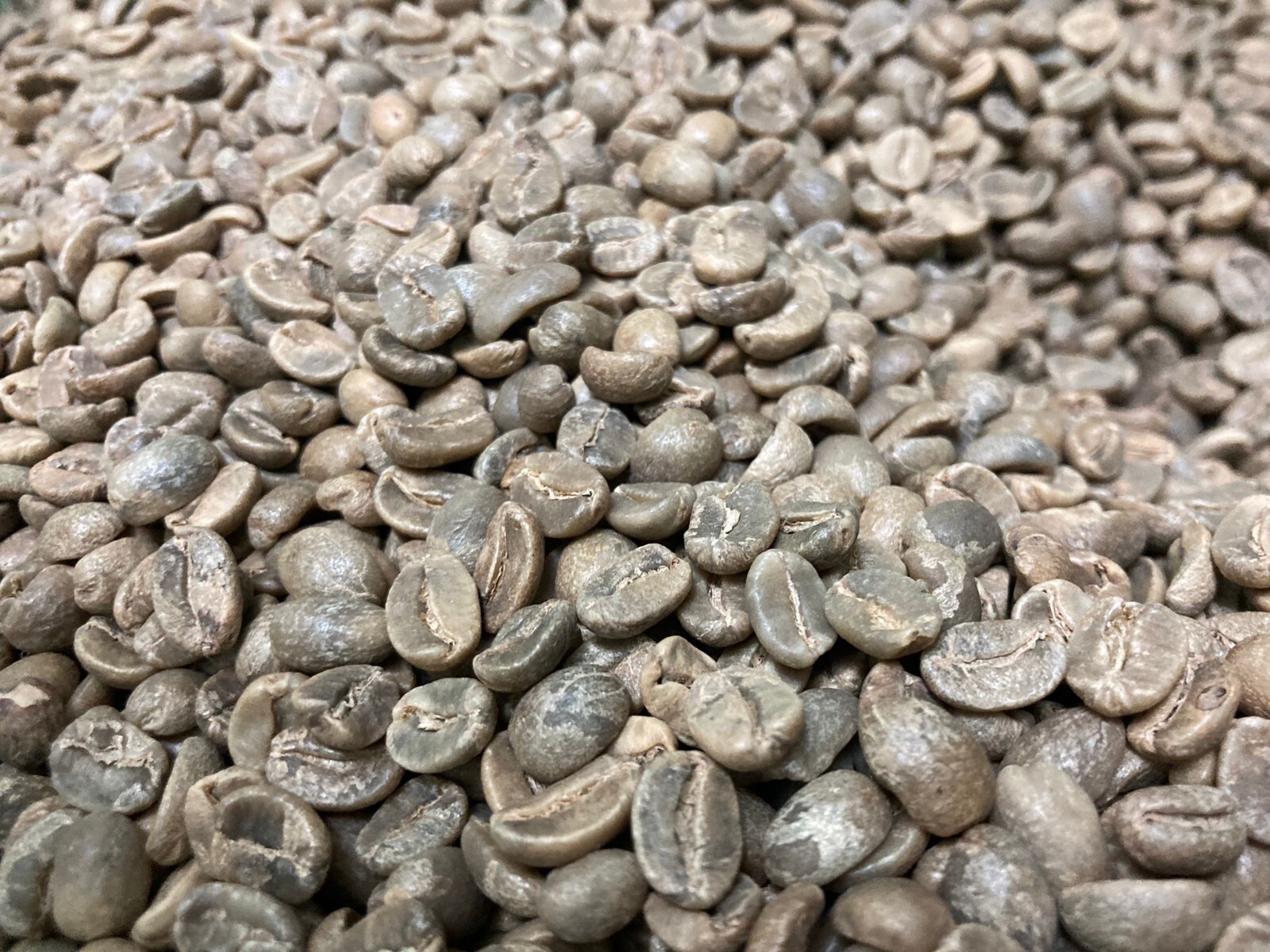 5 LB HAITI HATTIAN GREEN UNROASTED COFFEE BEANS FIVE POUND – ARABICA