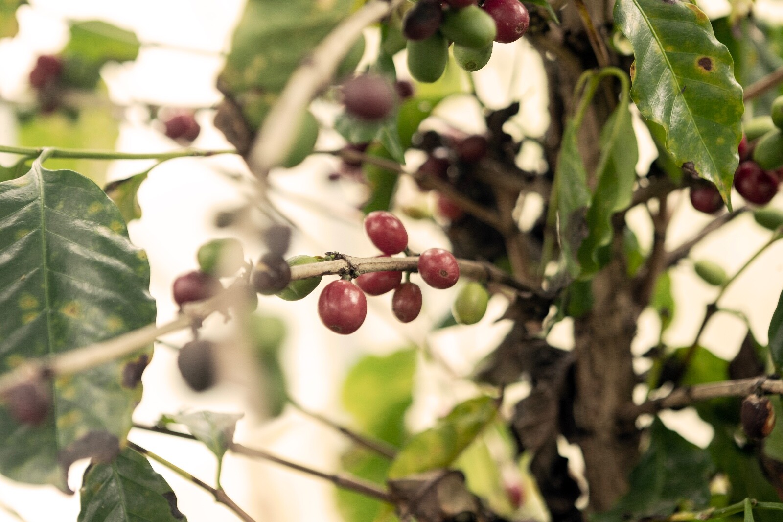 MEXICAN GUERRERO (UNROASTED GREEN NATURAL COFFEE BEANS) Order 1 to 20 lbs