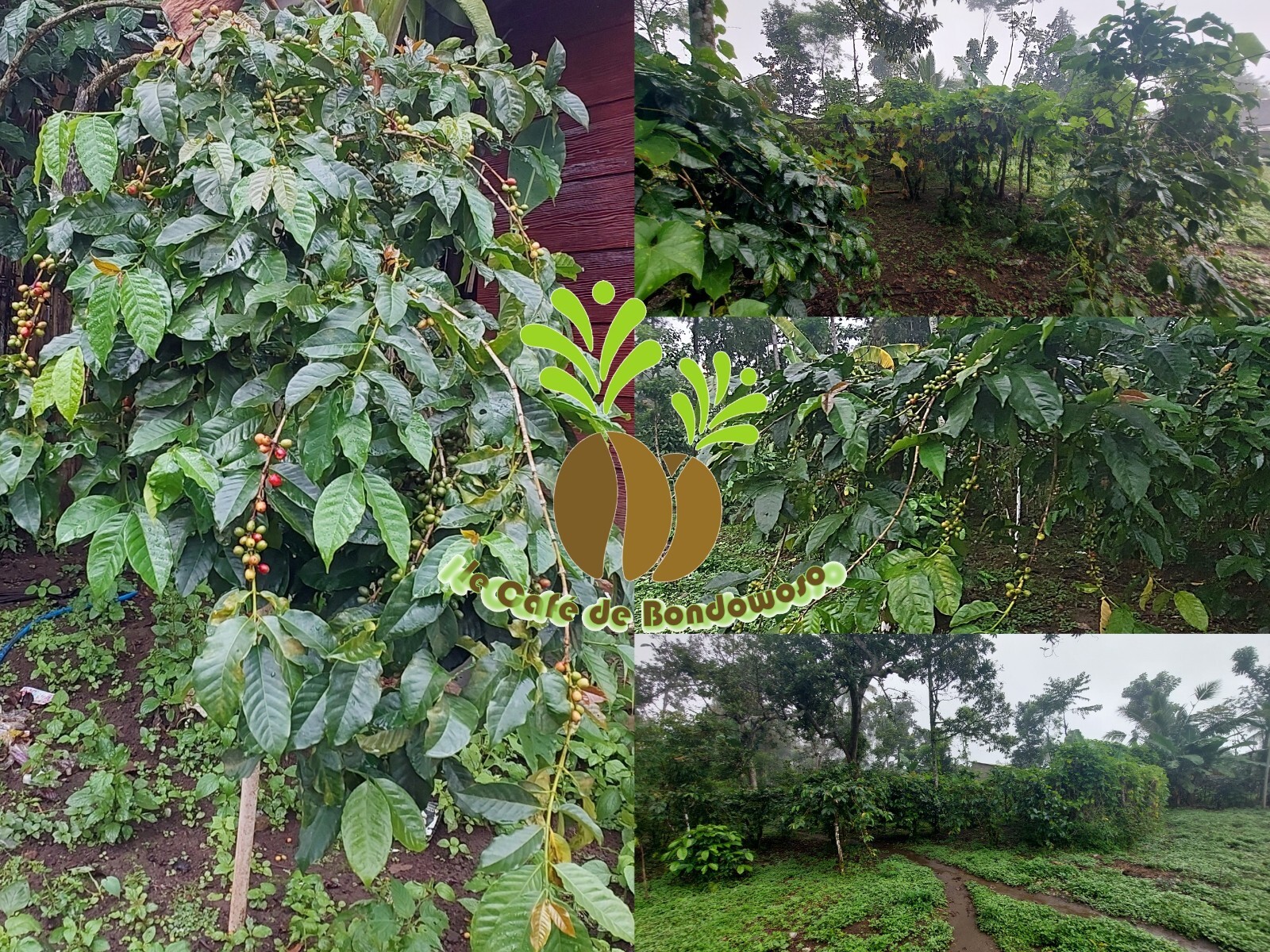 6 lb, le Cafe de Bondowoso – Arabica Coffee