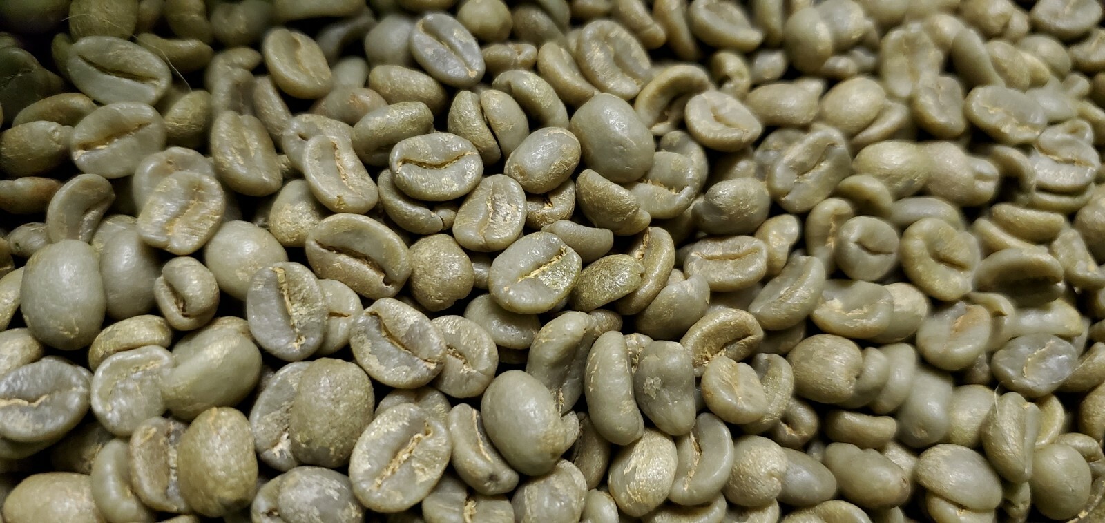 5 LB COSTA RICA, COSTA RICAN, UNROASTED GREEN COFFEE BEANS FIVE POUND – ARABICA
