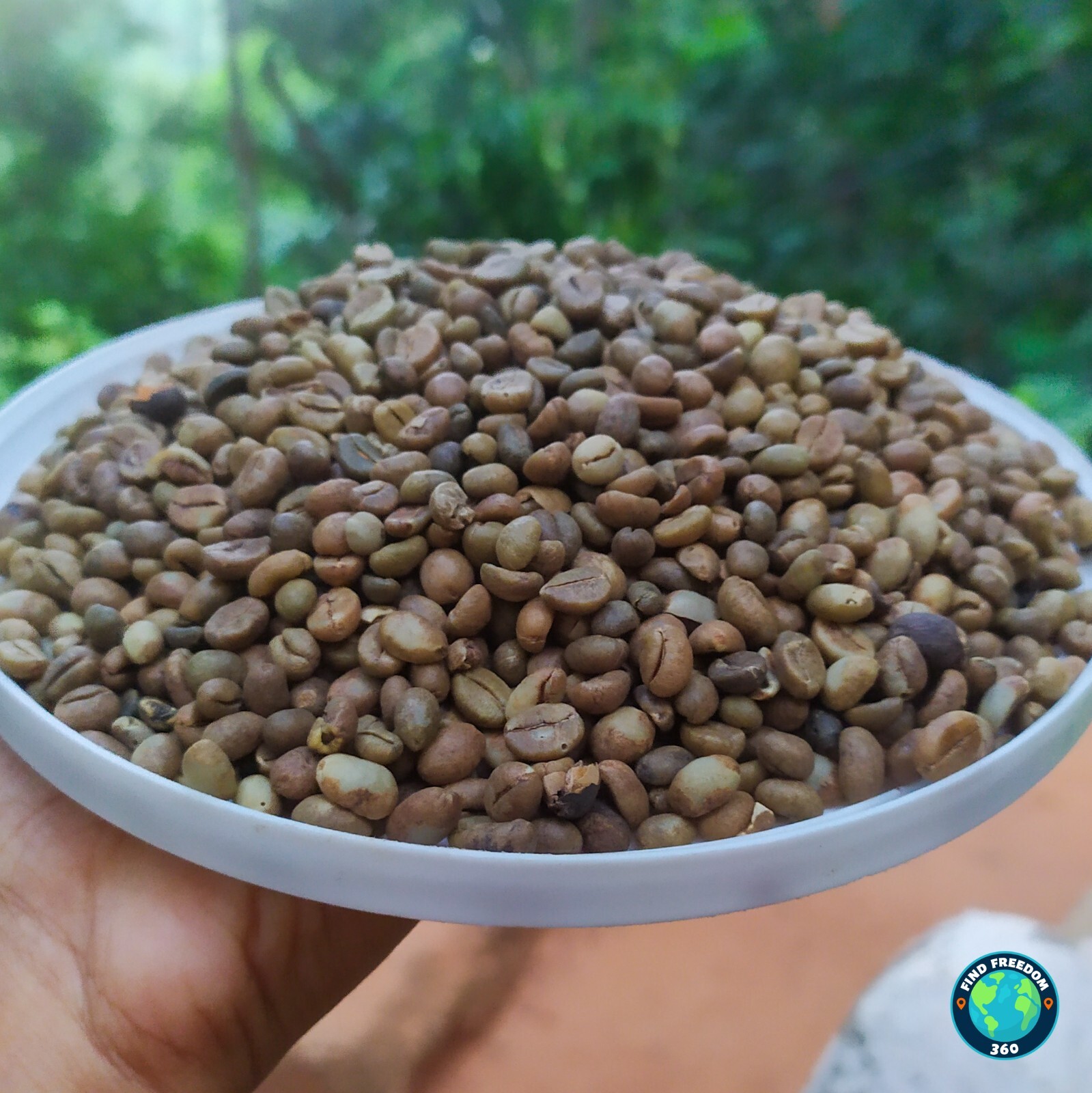Ceylon Dried Homemade Coffee Beans 100% Organic Dry Bean Seeds Free Shipping