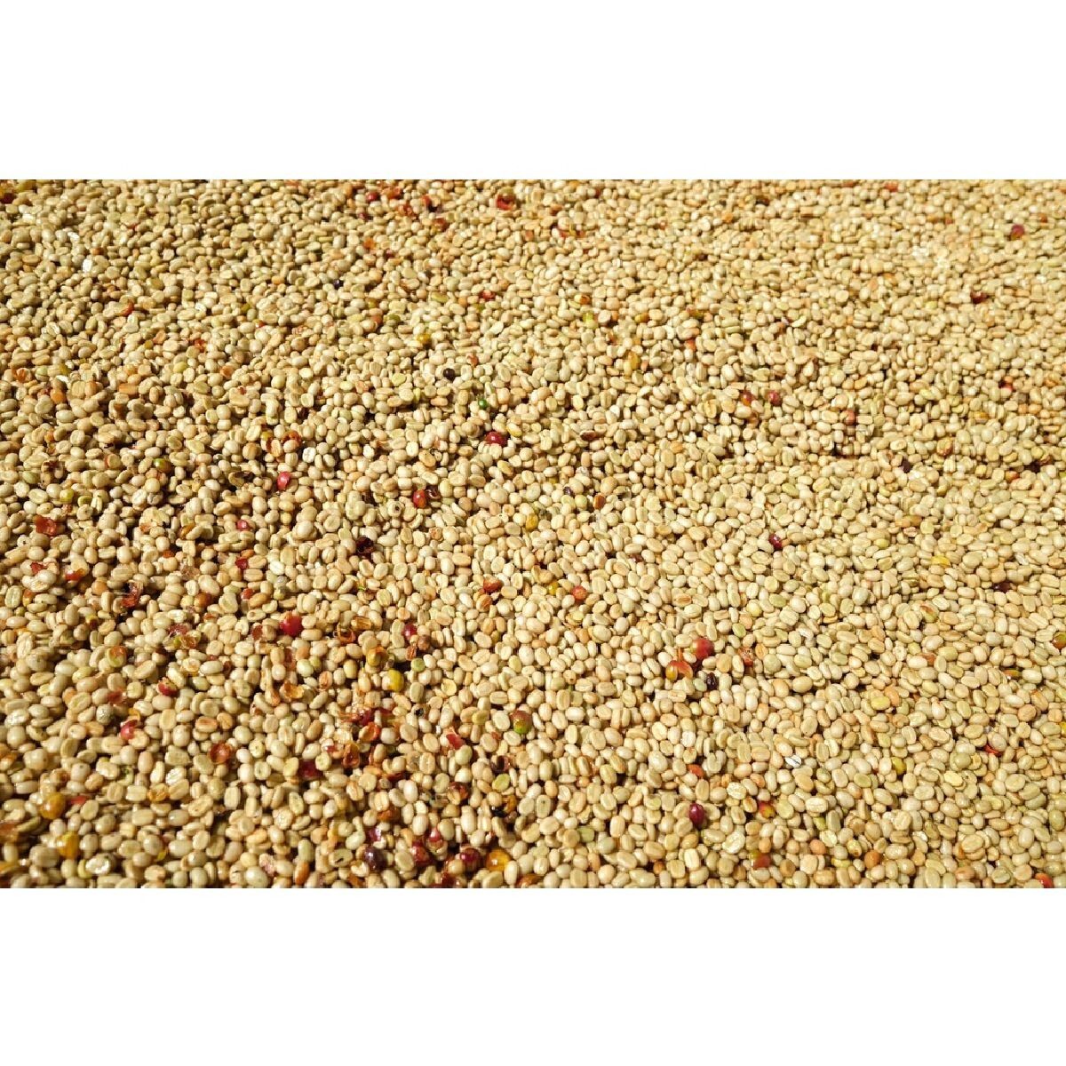 JIN Coffee CR Arabica + Robusta Dark Roasted Coffee Beans from Chiang Rai 500 G.