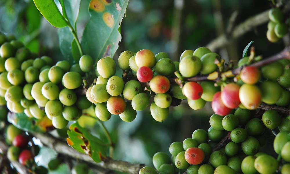 Kenya Karani Peaberry Coffee Beans Fresh Roasted Medium Daily 5 X 1 Pound Bags