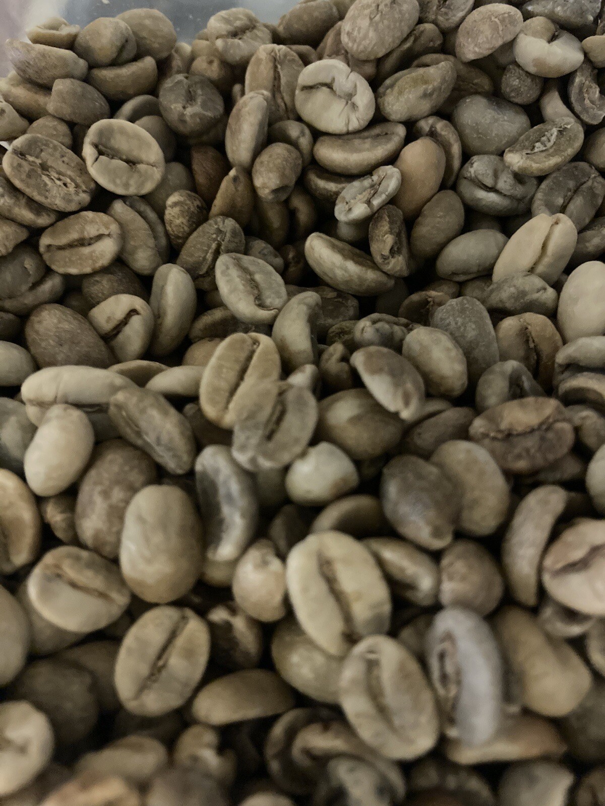5 LBS VENEZUELAN VENEZUELA MARACAIBOS UNROASTED GREEN COFFEE BEANS – ARABICA