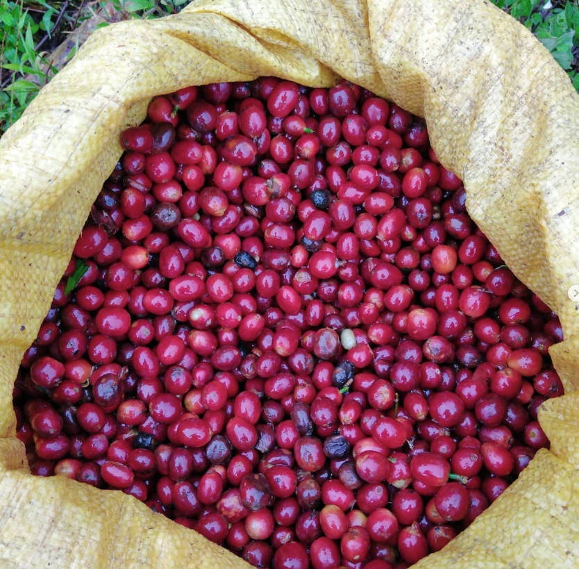 Guatemalan Coffee aged in Whiskey barrels