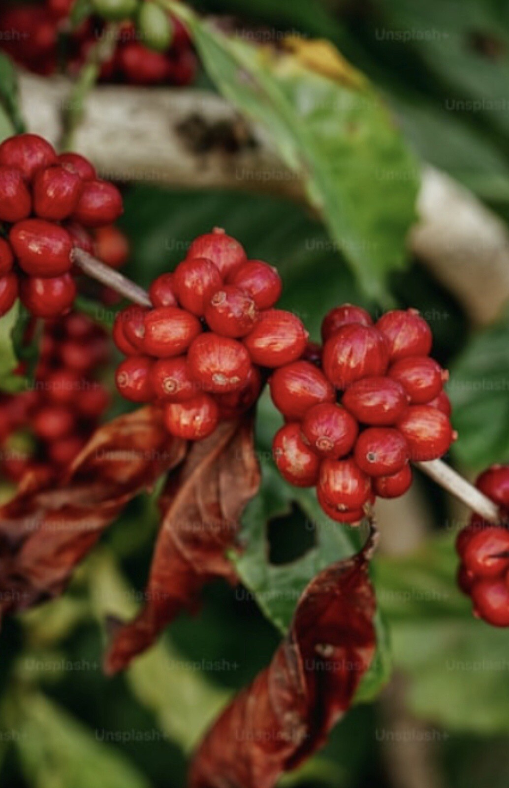 2, 5, 10 LB BRAZIL LEGENDER FRESH ROASTED COFFEE WHOLE BEAN, GROUND – ARABICA