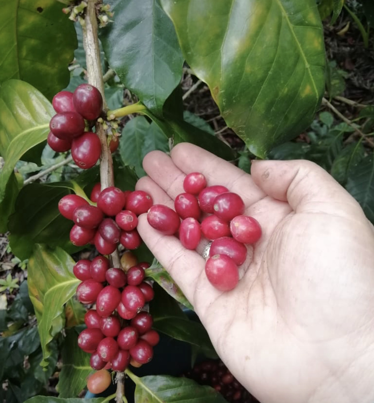 MEXICAN PUEBLA (UNROASTED GREEN CATURRA/HONEY COFFEE BEANS – Order 1 to 20 lbs