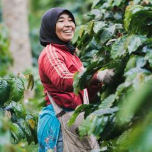 Sumatra Dark Roast | Single Origin | Organic | California Fresh Roasted