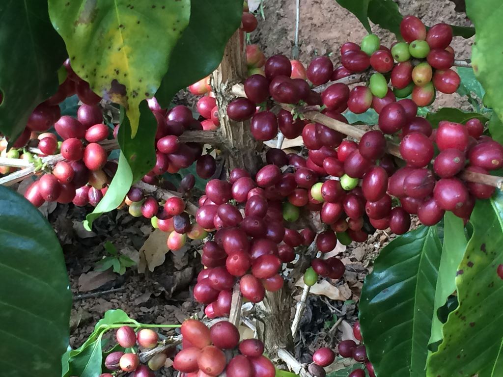 2lb/40lb – Guatemala Huehuetenango – SpecialtyGrade Unroasted Green Coffee Beans