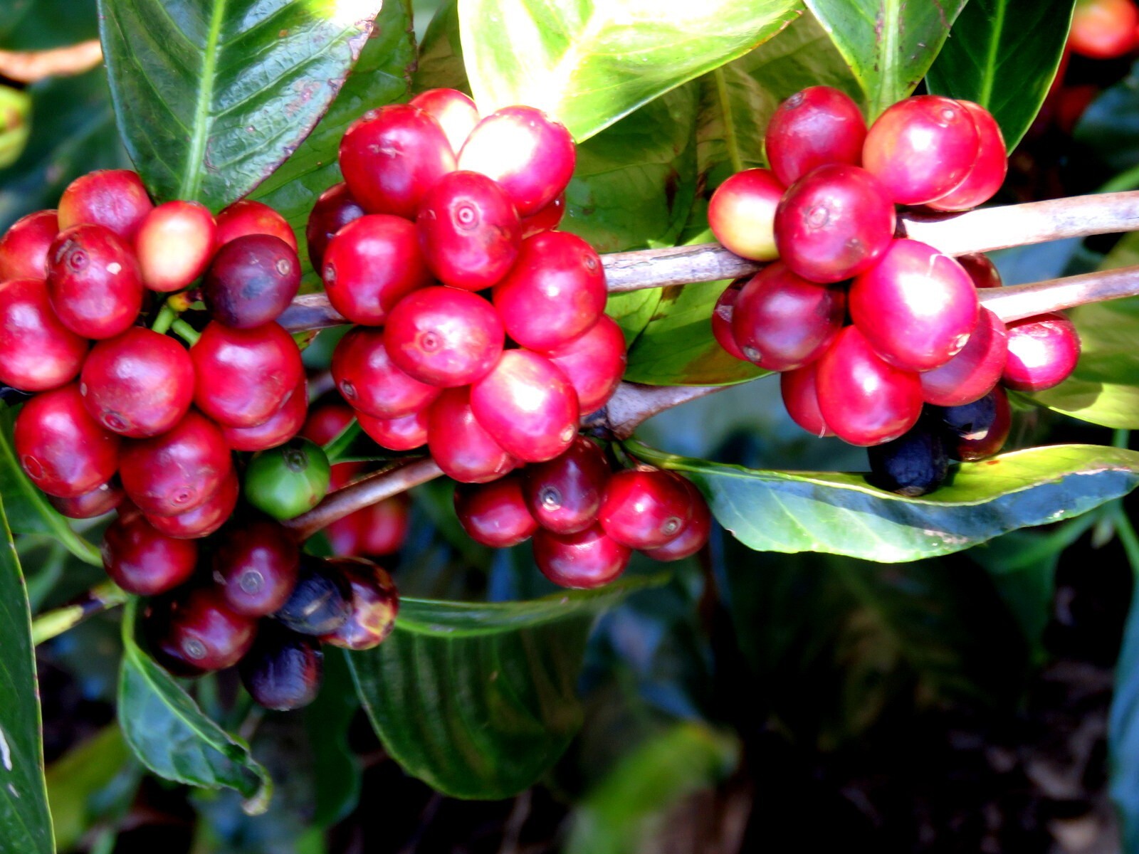 coffee organic unroasted coffee beans homemade sun dried natural 100% pure