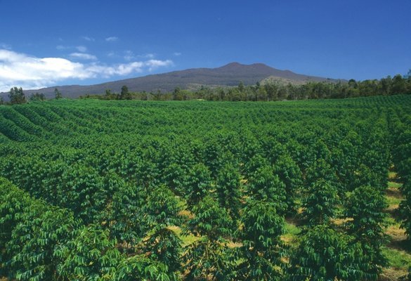 100% Hawaiian Kona Coffee Beans Medium Roasted Daily 10 Bags Each 1 Pound Bag