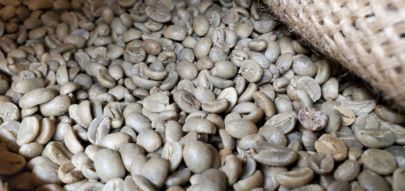 5 LBS HIGH ALTITUDE PERUVIAN PERU UNROASTED GREEN COFFEE BEANS – ORGANIC ARABICA