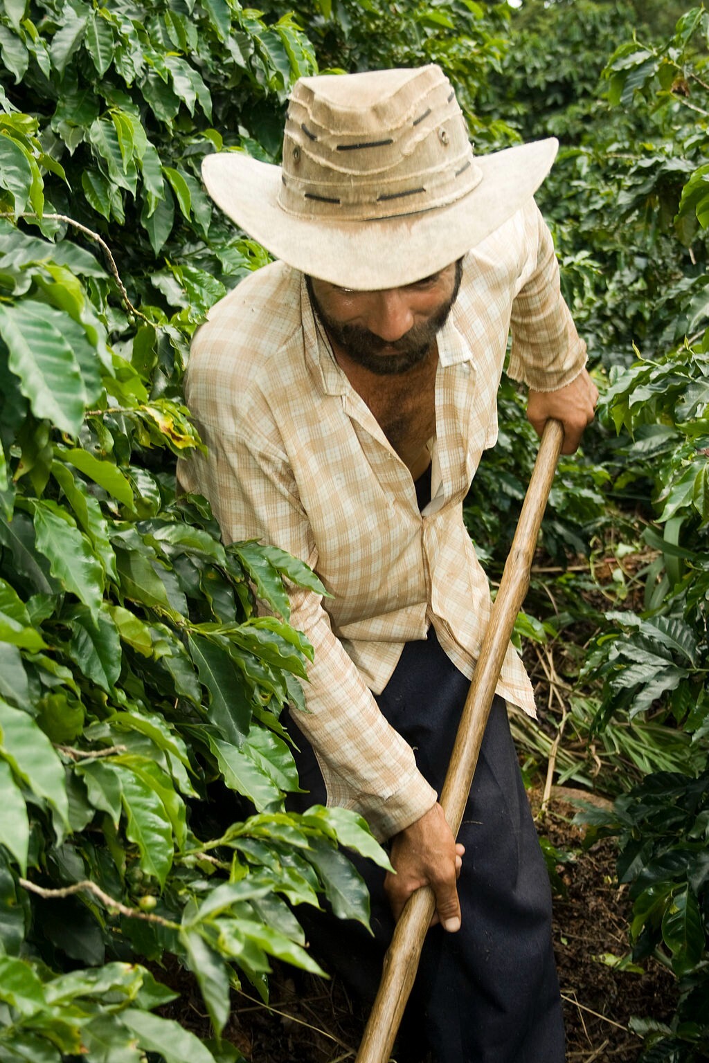 Brazil unroasted green coffee beans, Mogiana, small farm cooperative, 4lbs