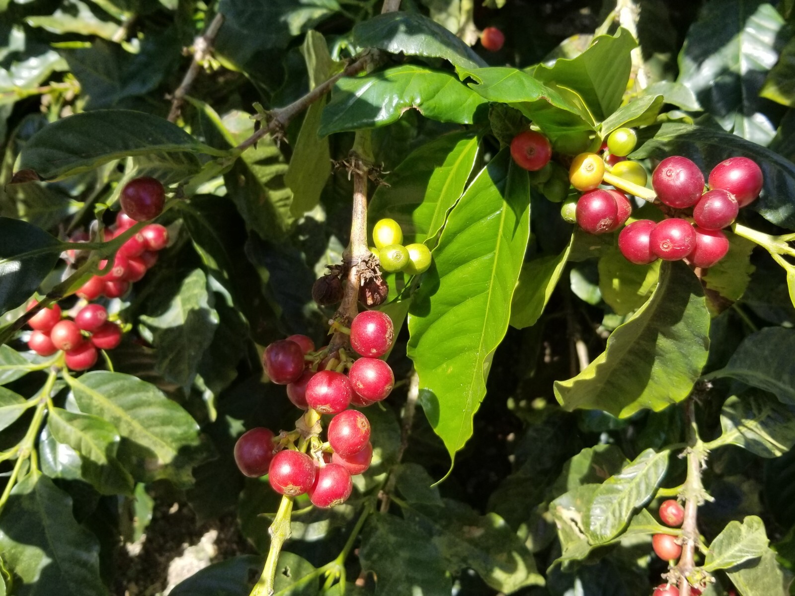 Jamaica Blue Mountain Coffee Green Bean Certified 100% Only Grade One. 1LB