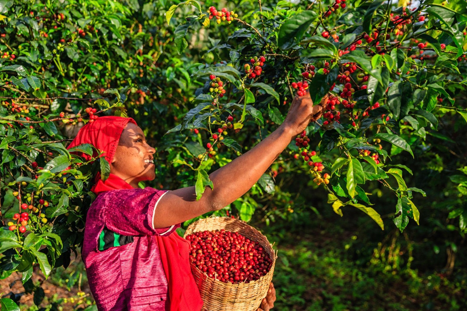 2 lb 5 lb 10 lb Ethiopia Yirgacheffe Coffee Medium Roasted Ethiopian – Arabica