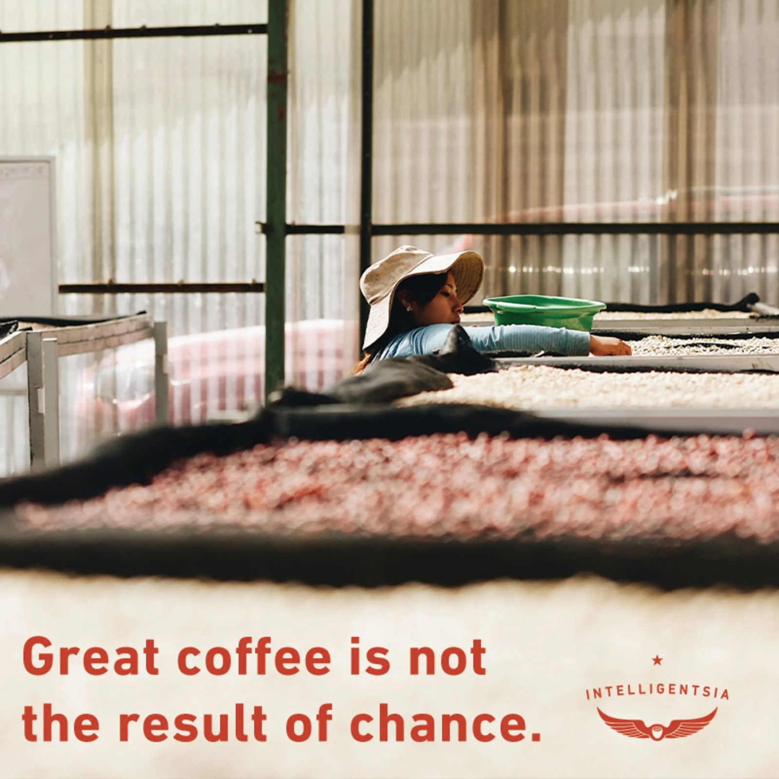 Black Cat Espresso Premium Medium Roast Whole Bean Coffee, Arabi