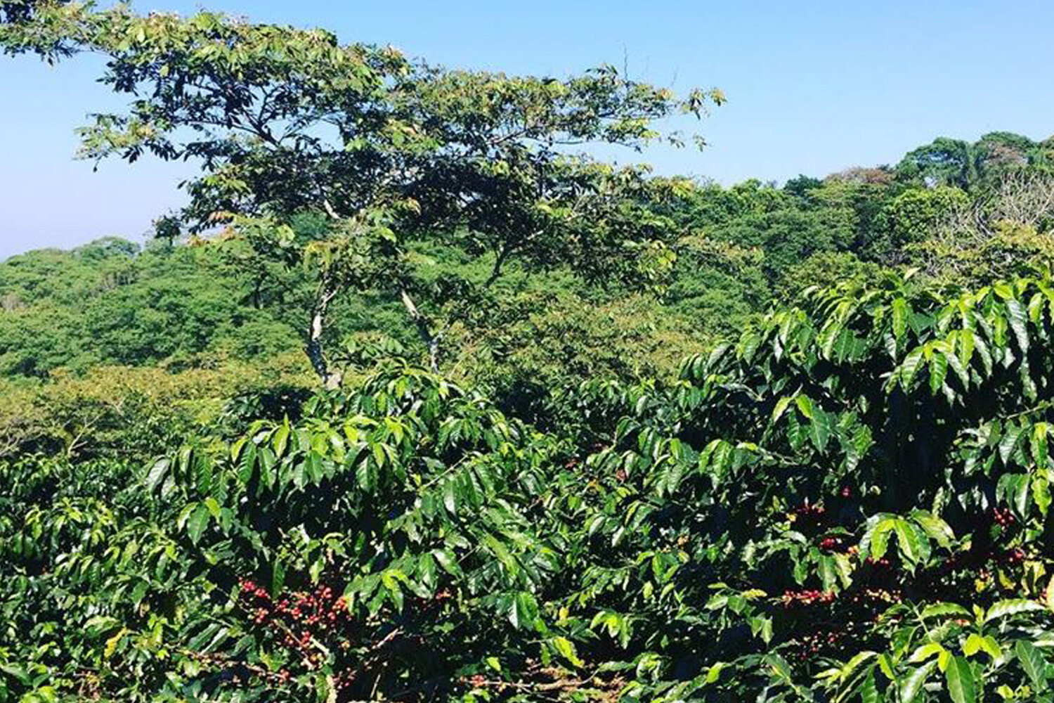 2lb/40lb – Mexican Chiapas – Specialty Grade – Unroasted Green Coffee Beans