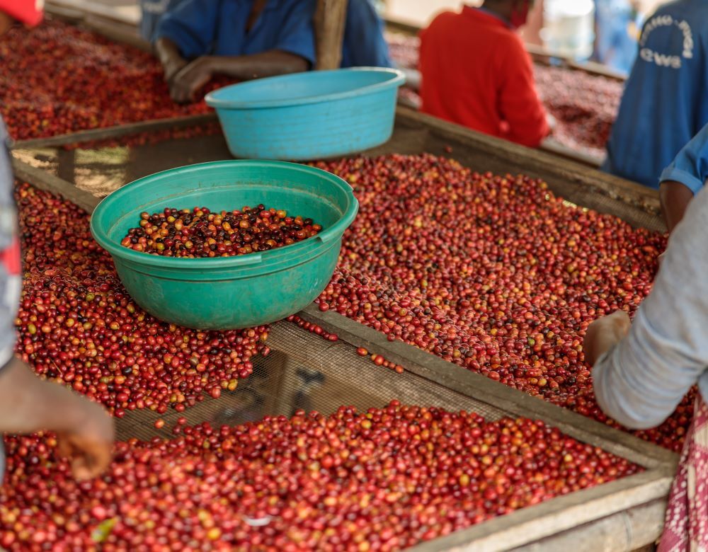 8oz/5lb – Panama Bouquet – Central America – Fresh Roasted To Order Coffee
