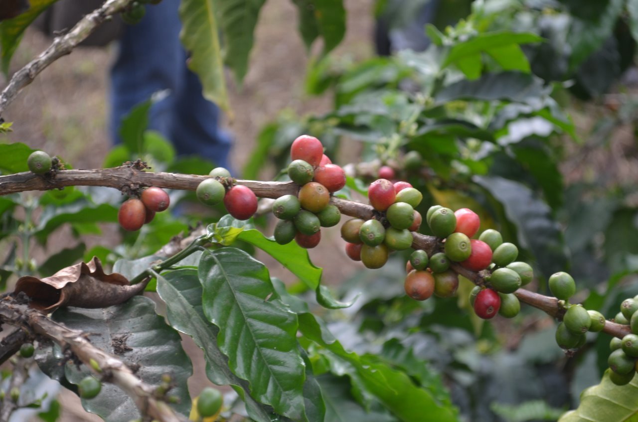 10 lbs BOLIVIA FAIR TRADE ORGANIC (FTO) AAA GREEN COFFEE BEANS FREE SHIPPING