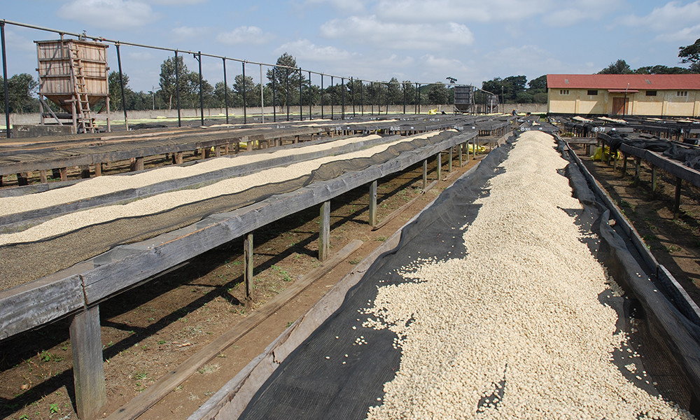 Bali Blue Moon Coffee Beans Dark Roasted Daily 5 Pounds In 1 Pound Bags