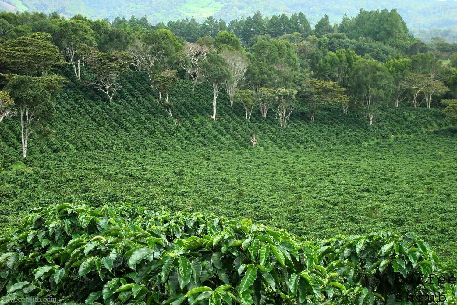 2, 5, 10 LB PANAMA BOQUETE ROASTED COFFEE BEANS WHOLE BEAN Or GROUND – ARABICA