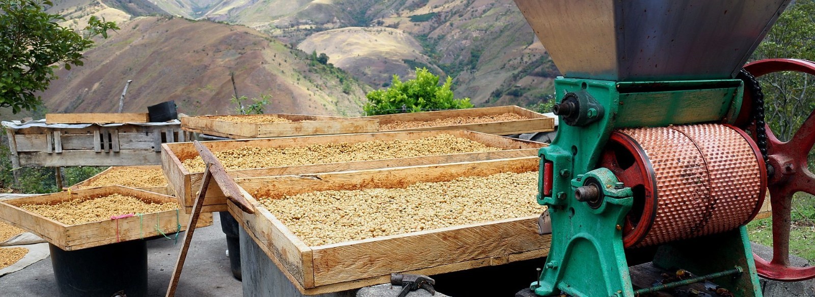 Colombia DECAF unroasted green coffee, Royal Select mountain-water process, 4lbs