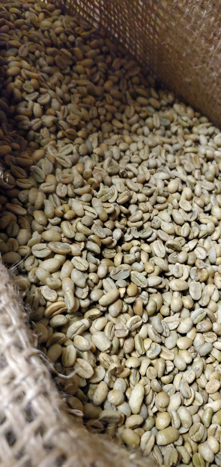 5 LBS ETHIOPIAN ETHIOPIA LEKEMPTI GREEN UNROASTED COFFEE BEANS – ARABICA