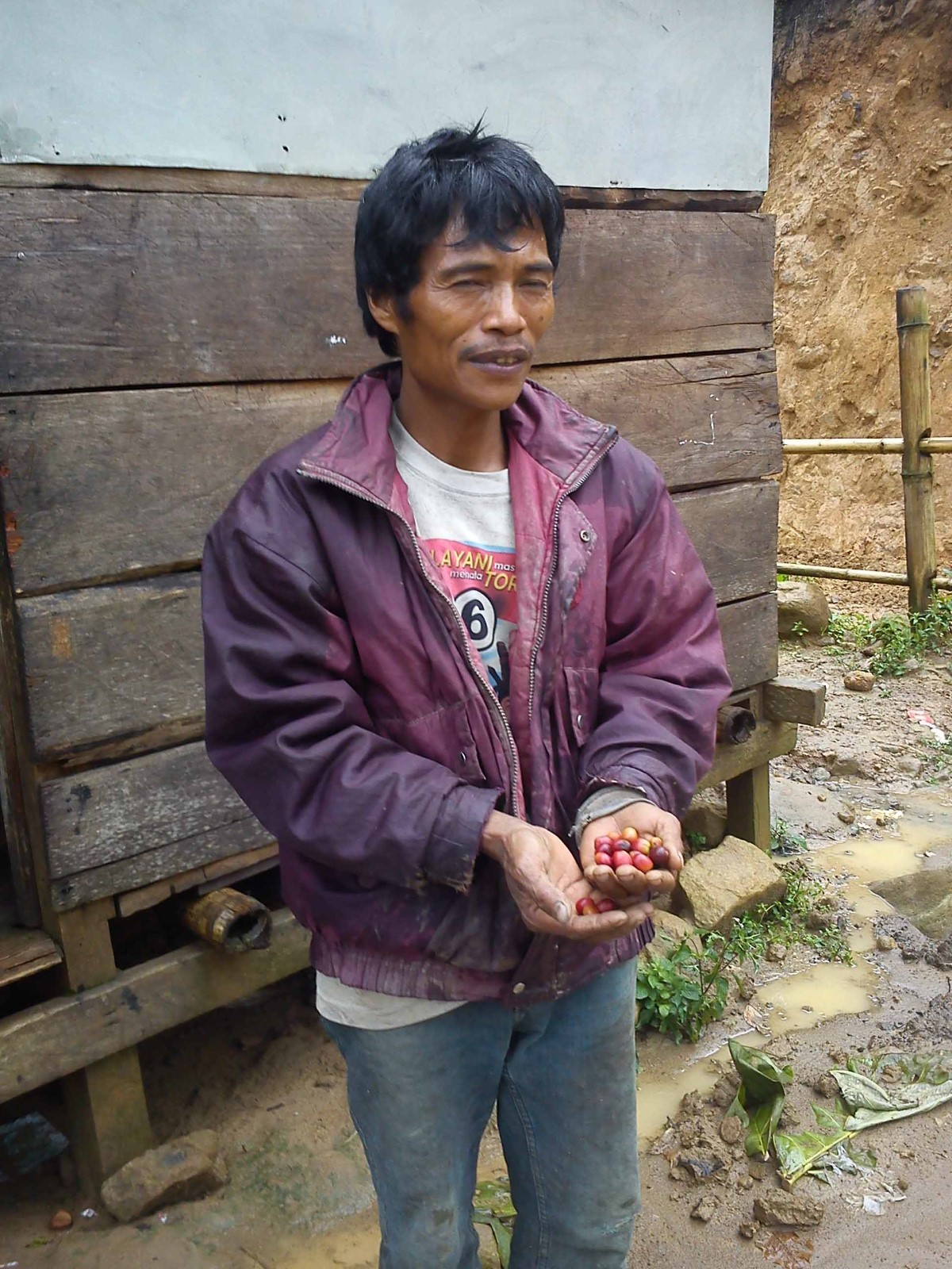 Lavanta Coffee Sulawesi Toraja White Eagle Green or Roasted Coffee