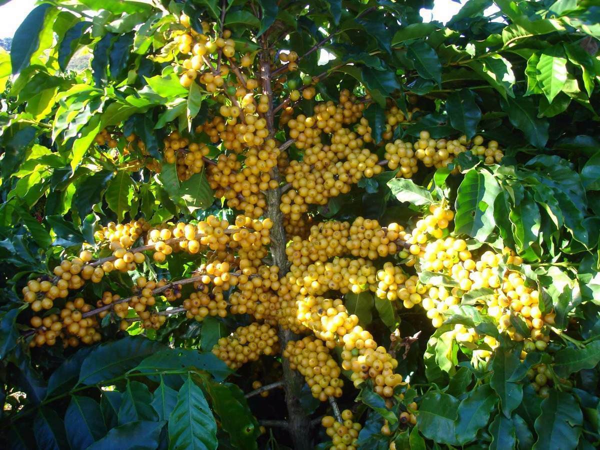 Jamaican Blue Mountain Coffee Beans Dark Roasted Daily 10 Pounds 1 Pound Bags