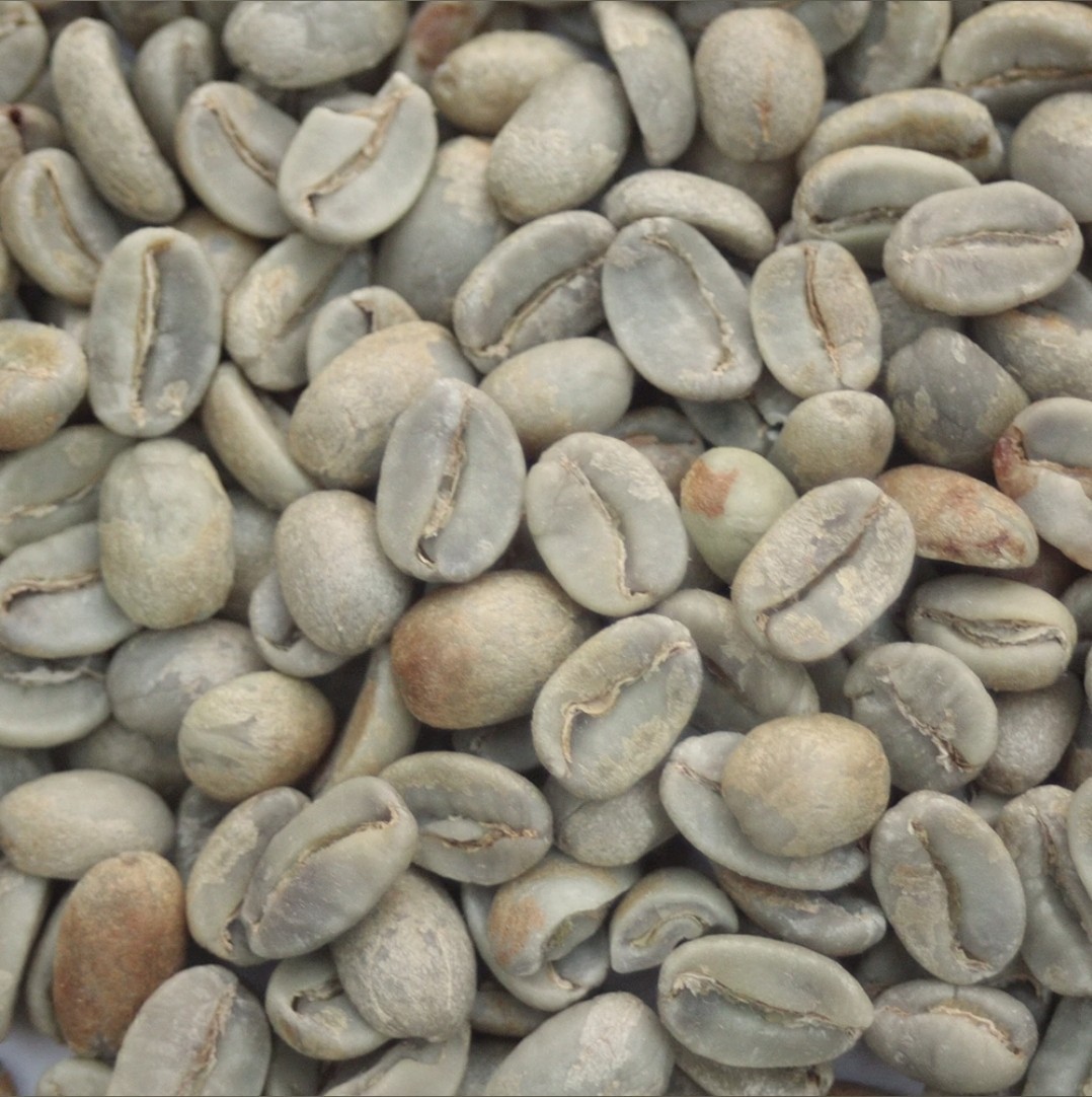 Green Coffee Beans / Mexican Cepco Oaxaca / 1 Pound / UNROASTED