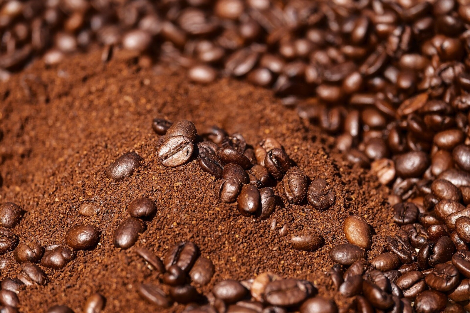 Coffee Beans, Panama Geisha Medium Roasted Daily 4 Bags 1 Pound Each