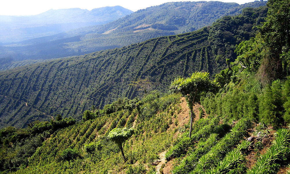 PAPUA NEW GUINEA COFFEE BEANS, PEABERRY MEDIUM ROASTED 2 OR 5 POUNDS