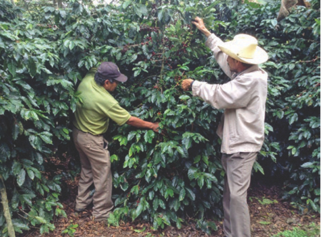 MEXICAN GUERRERO (UNROASTED GREEN NATURAL COFFEE BEANS) Order 1 to 20 lbs