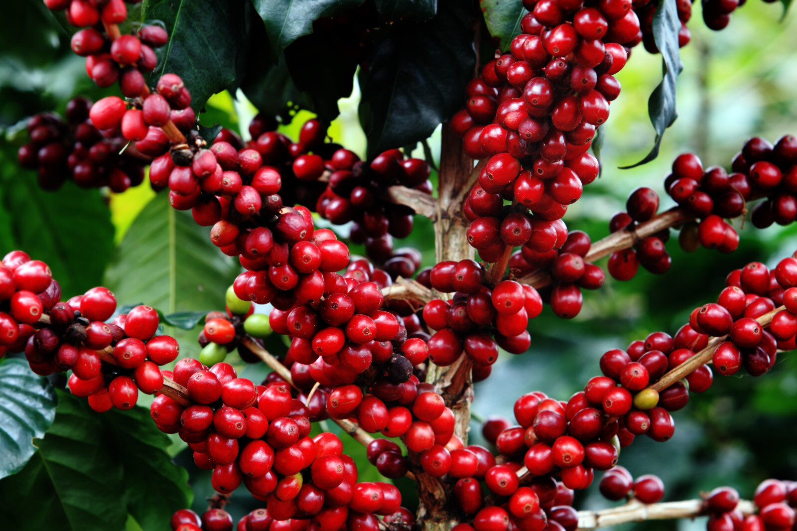8oz/5lb – Uganda – African – Premium Fresh Roasted To Order Coffee